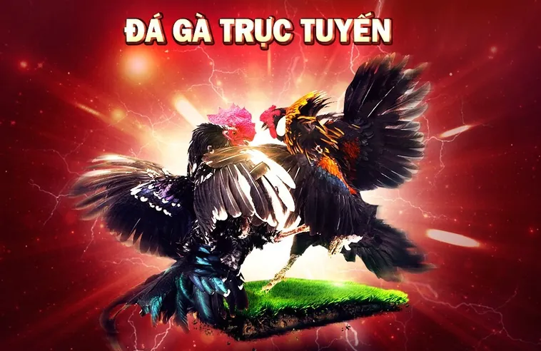 Hướng Dẫn Chơi Đá Gà WS168 Tại 88GO: Thông Tin Chi Tiết Nhất 2 Hướng Dẫn Chơi Đá Gà WS168 Tại 88GO: Thông Tin Chi Tiết Nhất